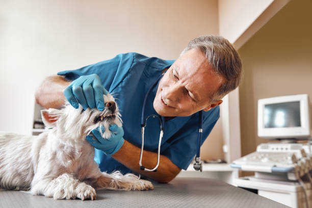 Best Weekend Emergency Dentist in Winterset, IA